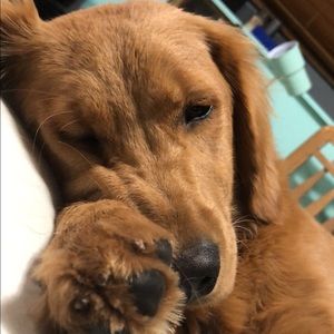 Meet your Posher, Grace